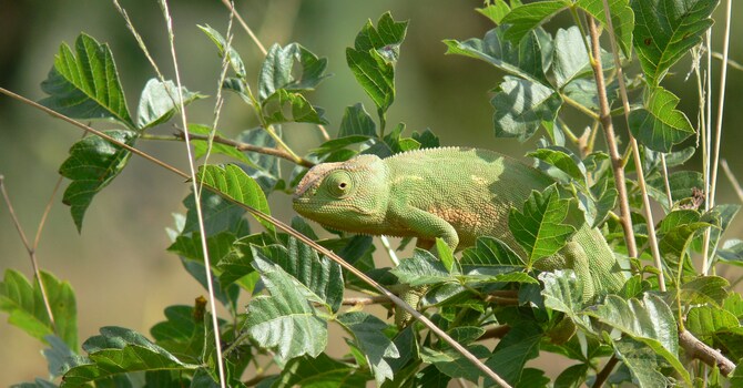 Blessings, Overflowing