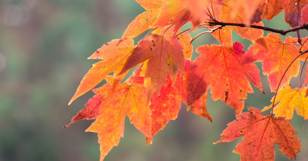 Twenty-second Sunday after Pentecost