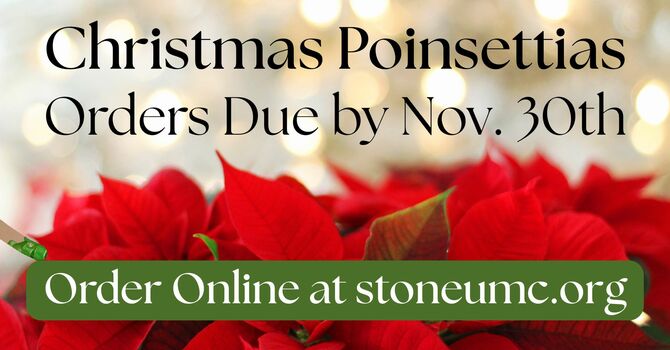 Order Your Christmas Poinsettias Online
