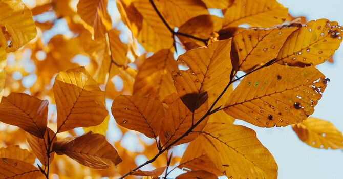 Prepare Your Heart for Worship on November 16 image