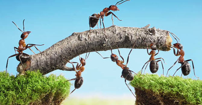 "What about X?" image