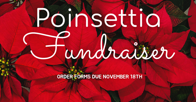 POINSETTIA GRAD FUNDRAISER - orders due Nov.18th image