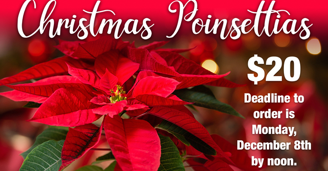 Christmas Poinsettias image