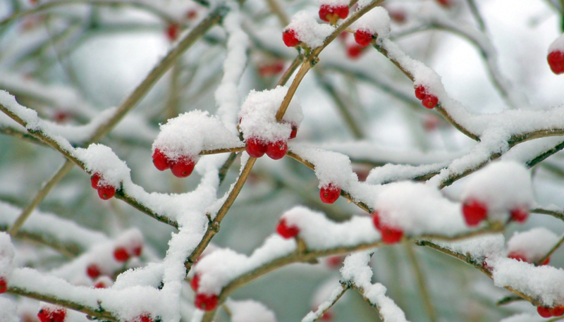 The Baptism of Our Lord