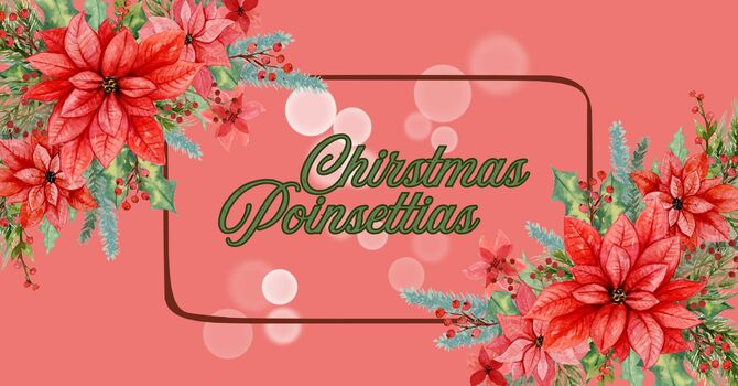 Christmas Poinsettias 