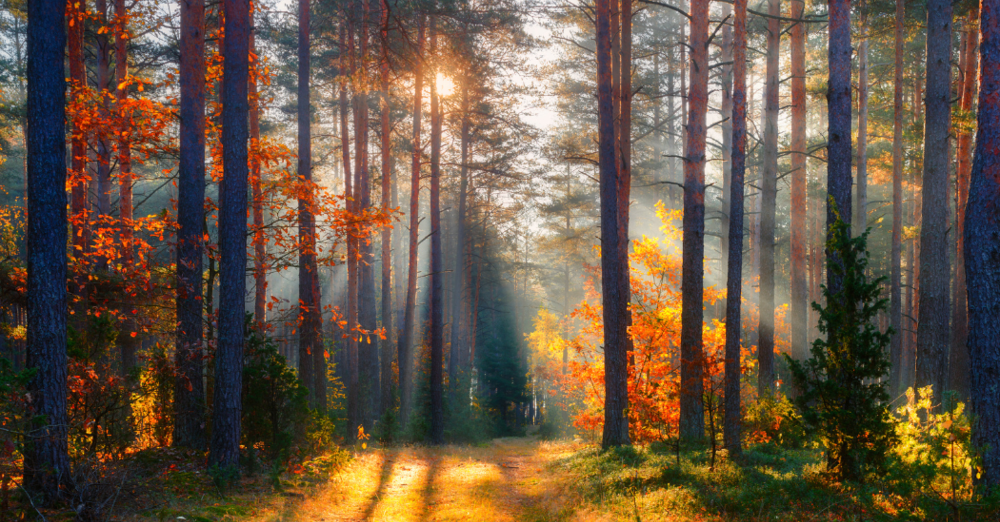 Twenty-third Sunday after Pentecost