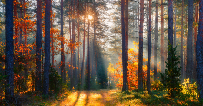 Twenty-third Sunday after Pentecost