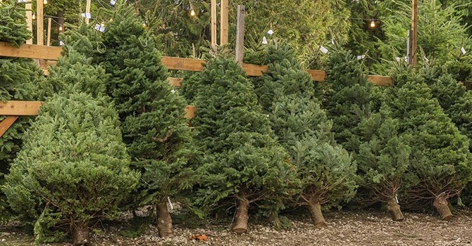 Christmas tree sales - Week 3