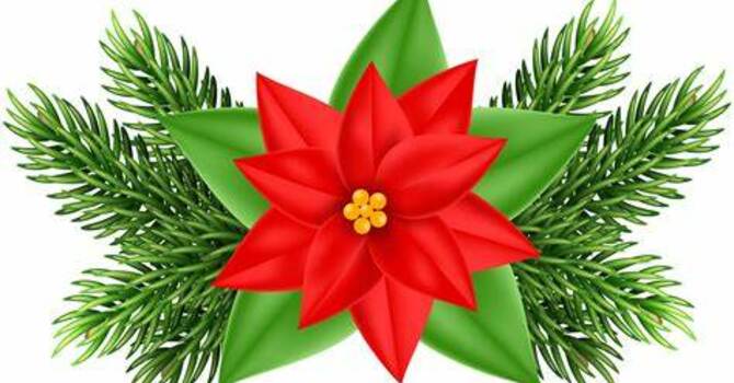Order Poinsettias for Christmas image