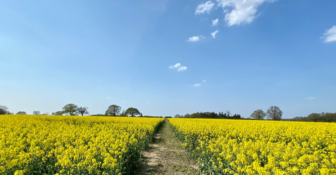 Faith's Winding Path