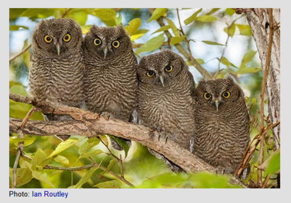 Owls on Vancouver Island