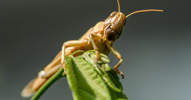 "To You, O Lord, I Cry" image
