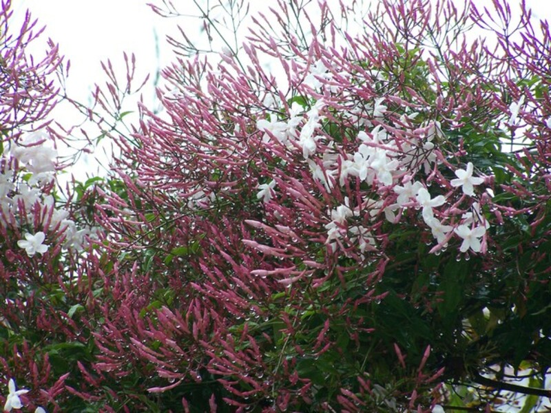 “Comfort in the Wilderness!”