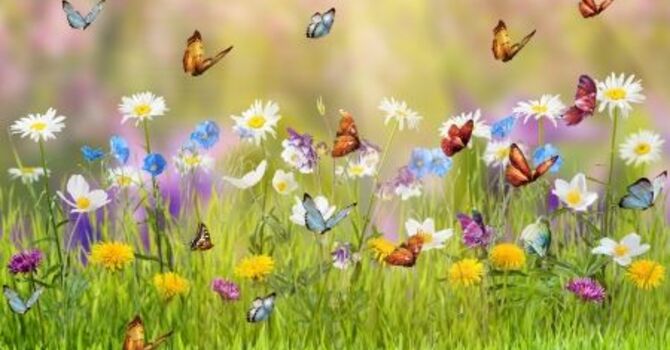 “Comfort in the Wilderness!” image