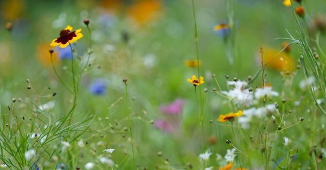 “Comfort in the Wilderness!” image