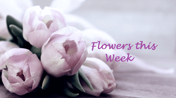 Flowers this Sunday are given by Nan Booth, to the Glory of God and in loving memory of her parents, Betty & Nelson Peebles.