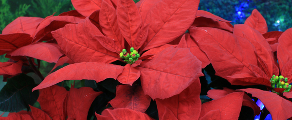Poinsettias