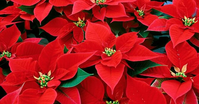 Poinsettia Sale