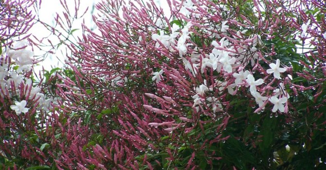 “Comfort in the Wilderness!”