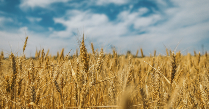 Finding Favor in the Field