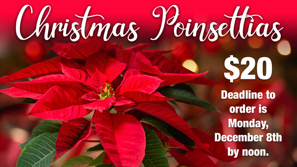 Christmas Poinsettias