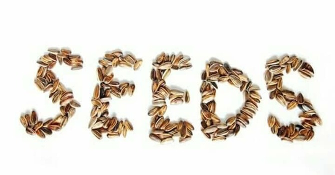Seeds