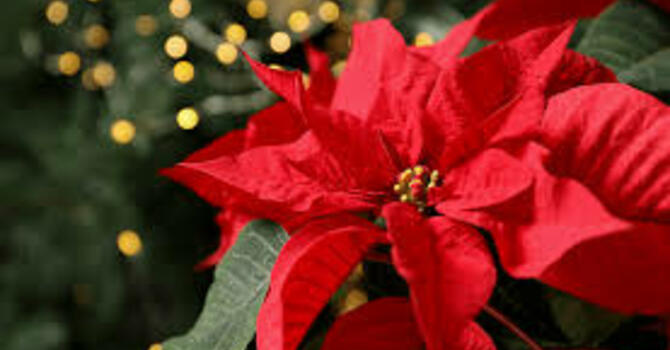 Poinsettias image