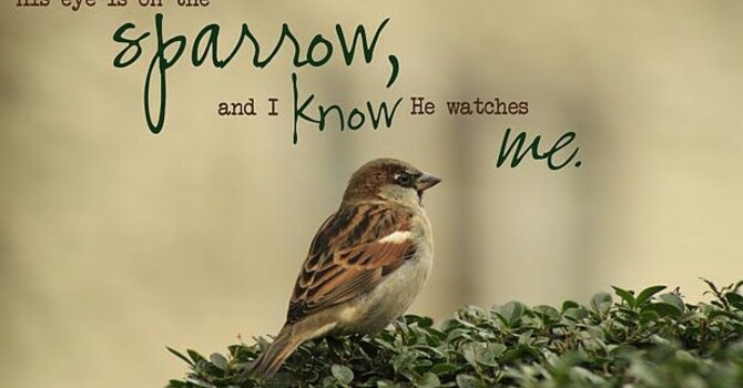 His Eye Is On The Sparrow image