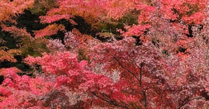 Haiku & Reflections from Japan: Lost in Translation – Autumn Splendor image