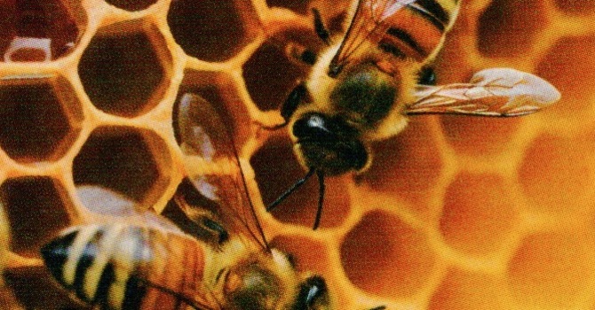 Alongside Hope Advent Campaign image