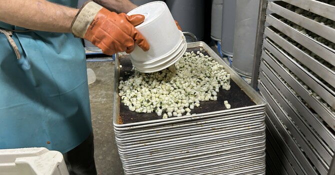 Preparing zucchini for drying image