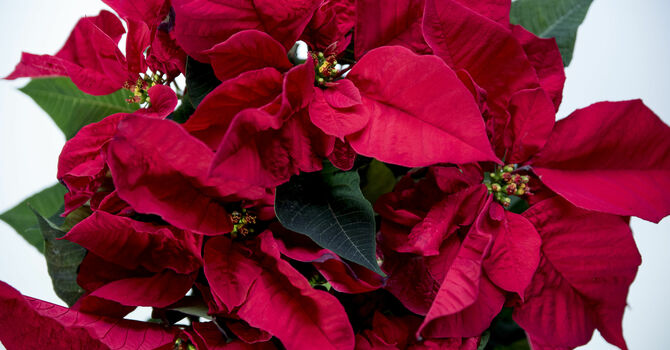 Poinsettia's 