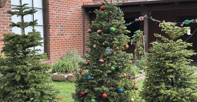 Christmas Tree Lot; Tree Load in Day