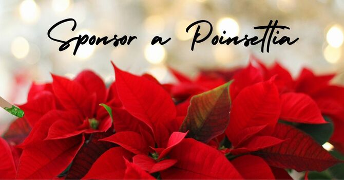 Poinsettia Sponsorships