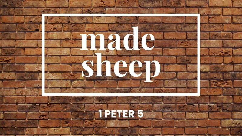 Made Sheep - 1 Peter 5