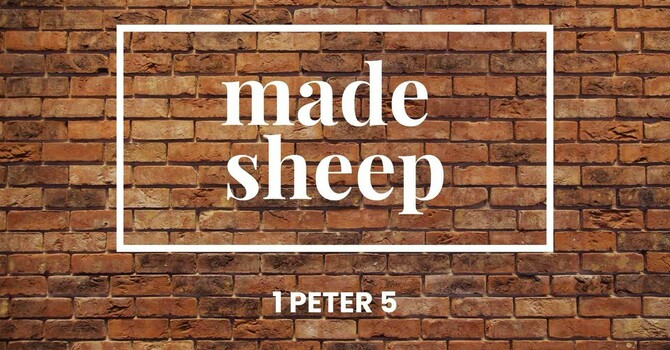 Made Sheep - 1 Peter 5