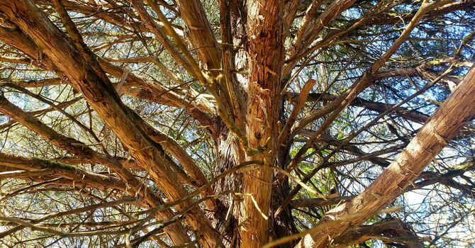 The Thief on the Cross image