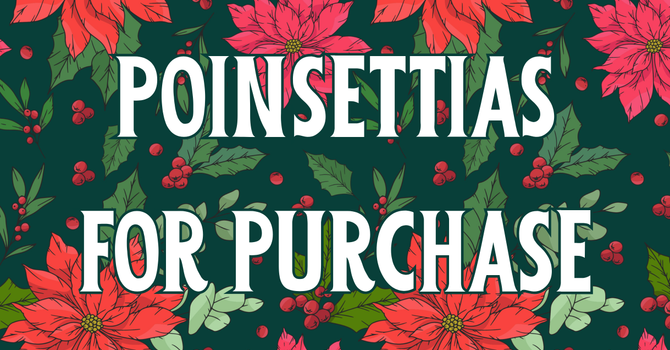 Poinsettias Available for Purchase! image