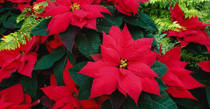 Christmas Flowers: Donation Form image