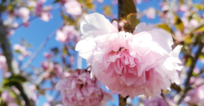 The Steadfast Life: Thoughts on Suffering image