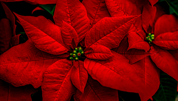 Christmas Flowers and Music