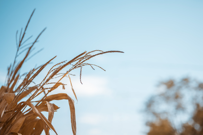 Pastor And Wife Appreciation Sunday - 2025