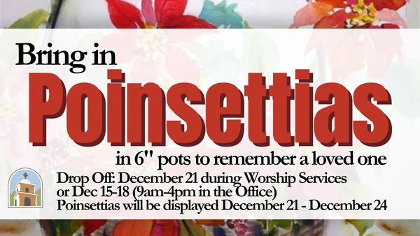  Poinsettias in Remembrance