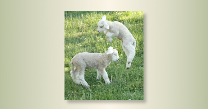 The Shepherd’s song