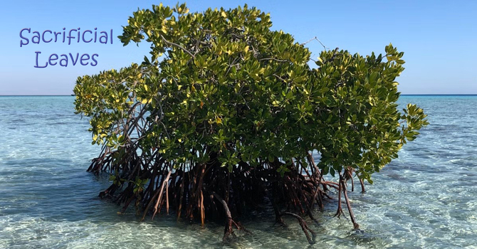 Sacrificial Leaves image