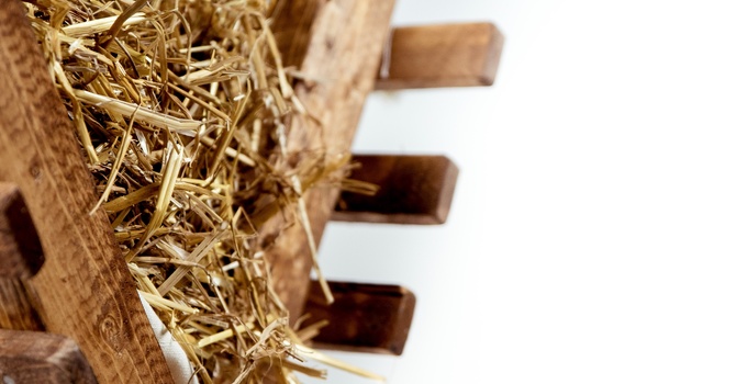 Behold a Saviour is Born - The Promised Hope