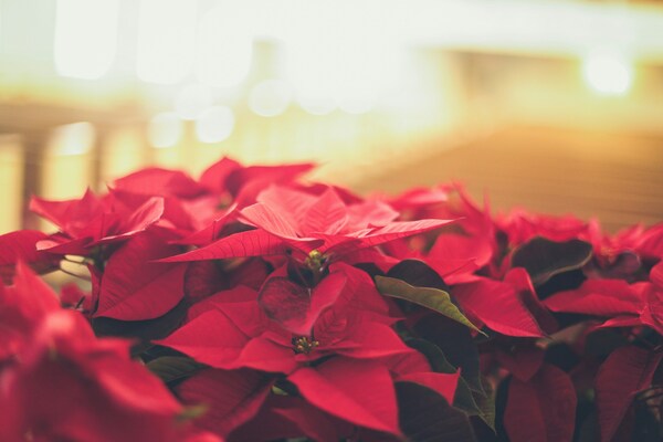 Christmas Flowers