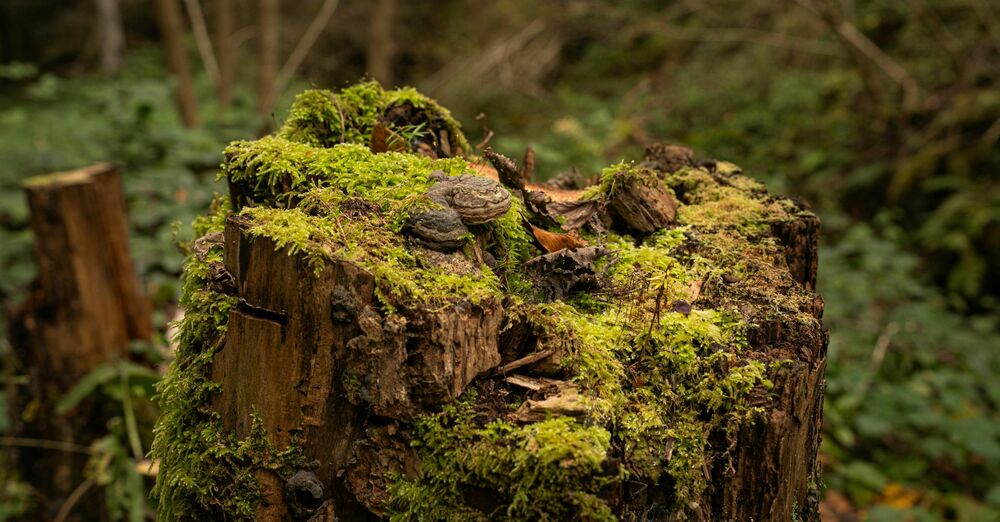 Second Sunday Of Advent