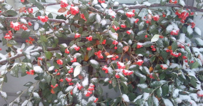 Hospital Carol Singing