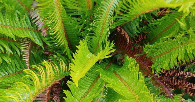 Christmas Lessons and Carols